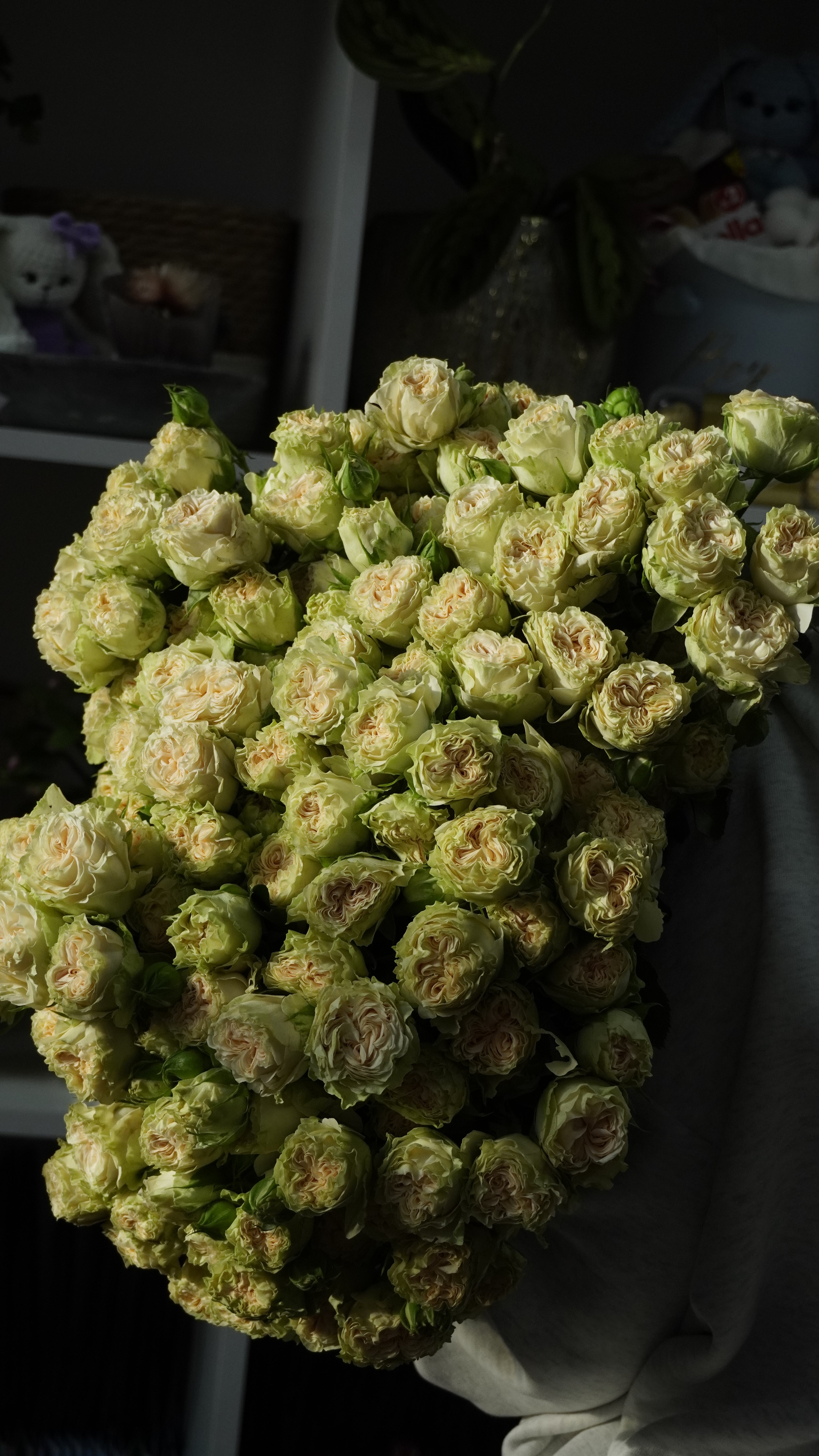 Кущикова троянда піоновидна