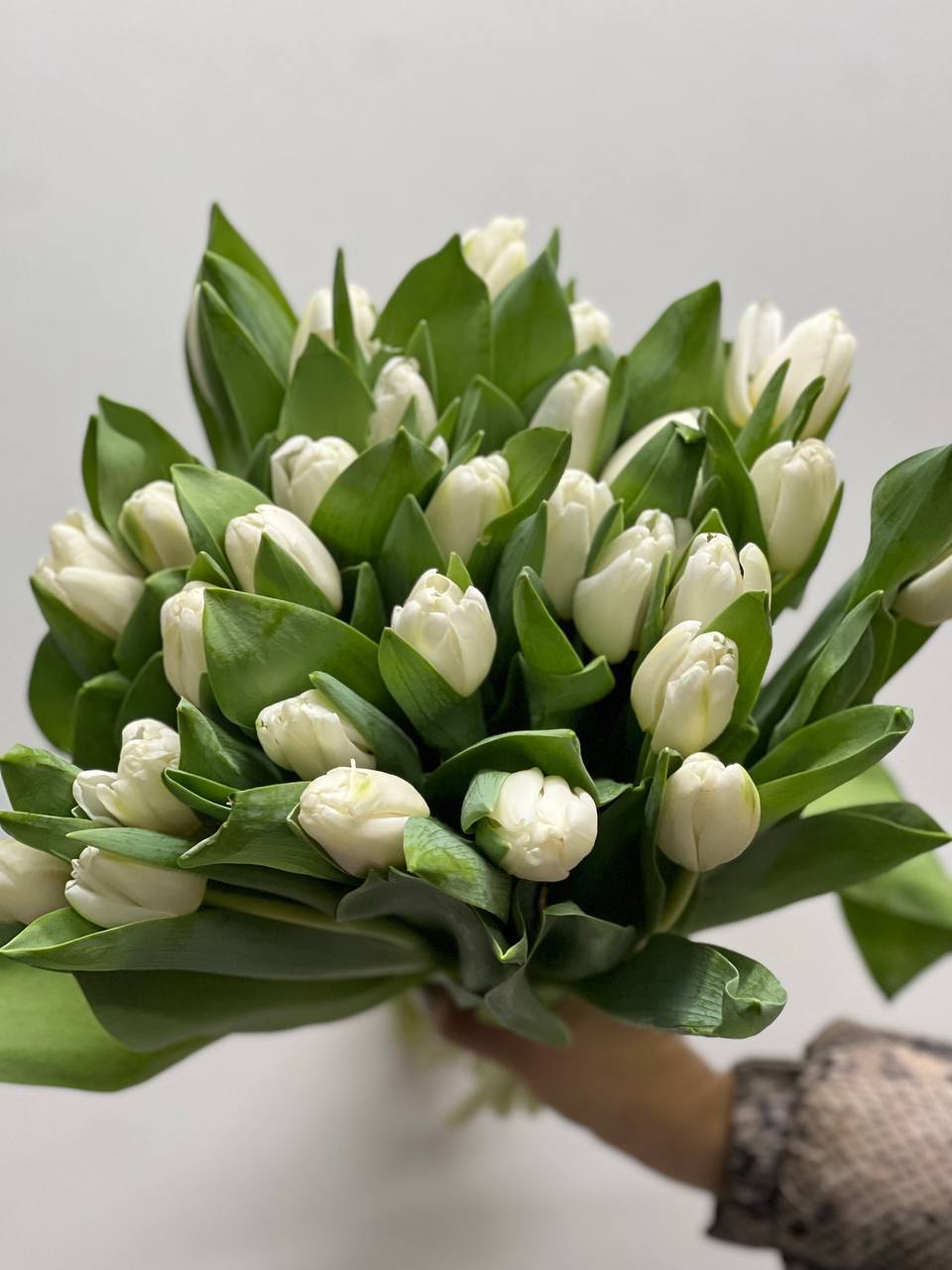 Білий Тюльпан