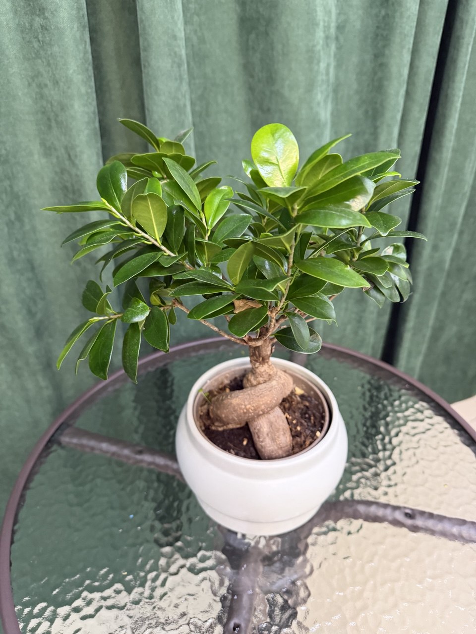 Фікус Гінсег