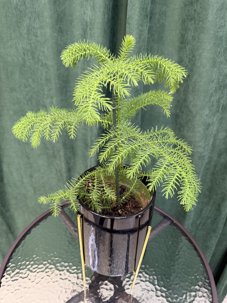 Ялиночка декоративна