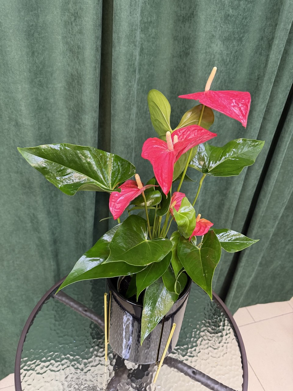 Спатифіліум червоний