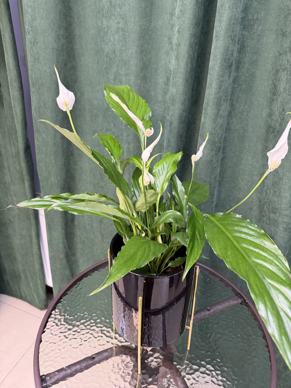 Спатифіліум