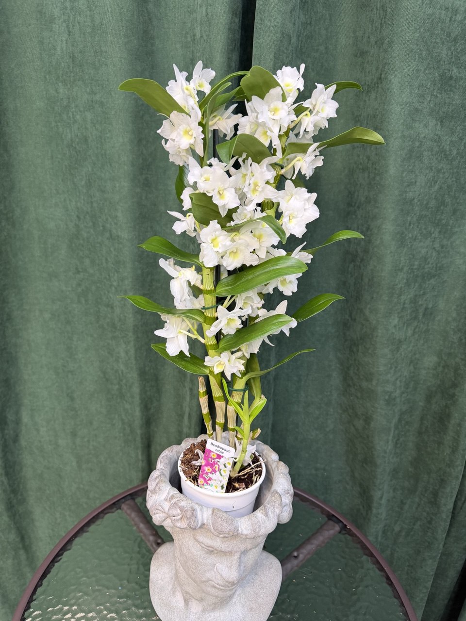 Дендробіум