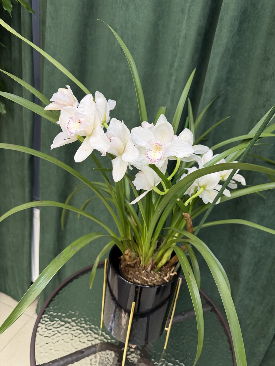 Орхідея біла