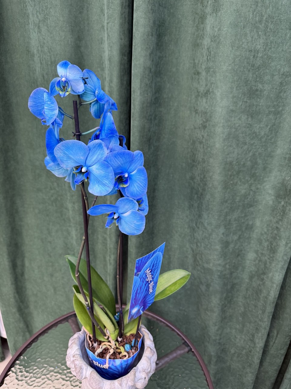 Орхідея синя
