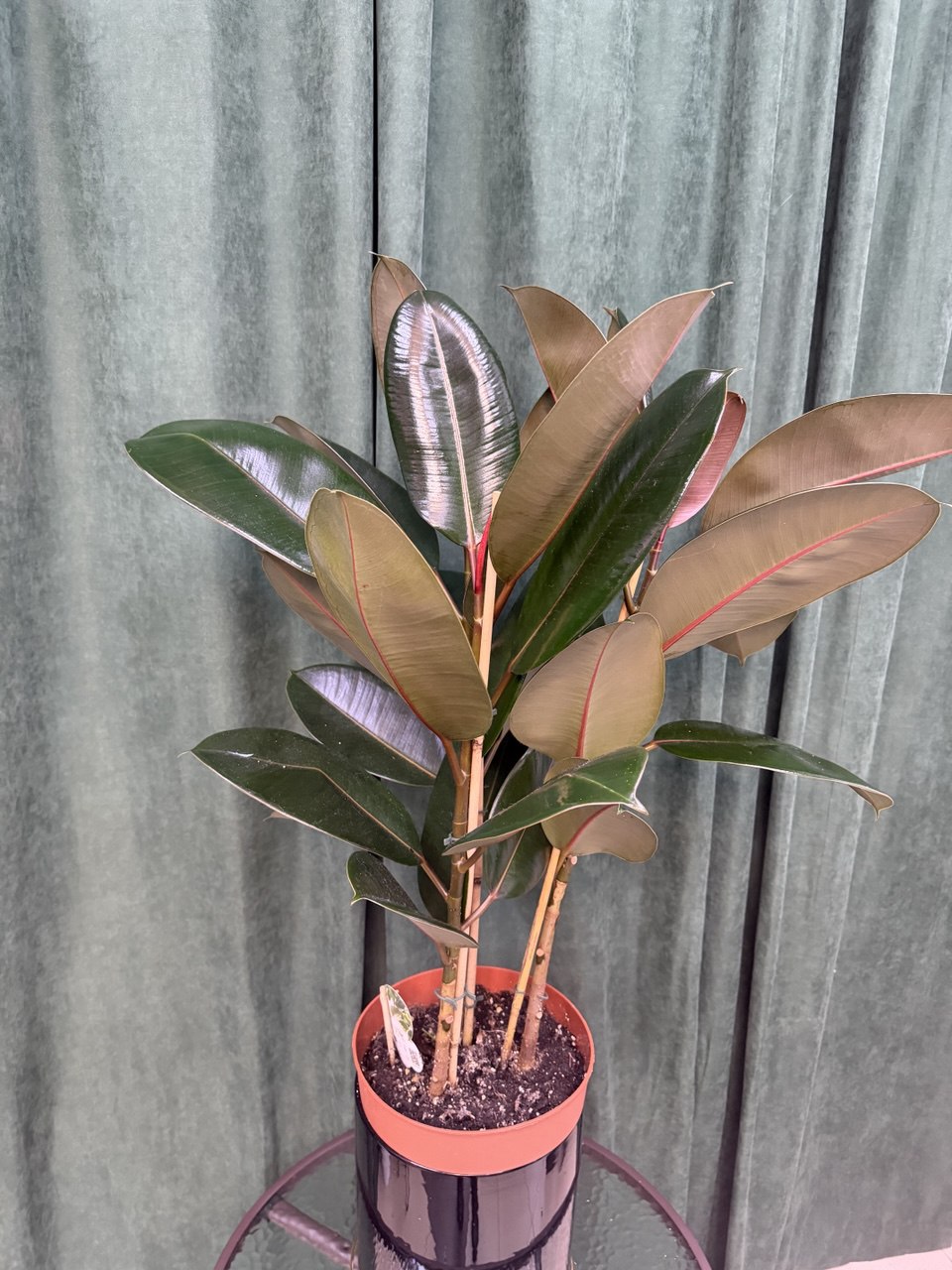 Фікус широколимний