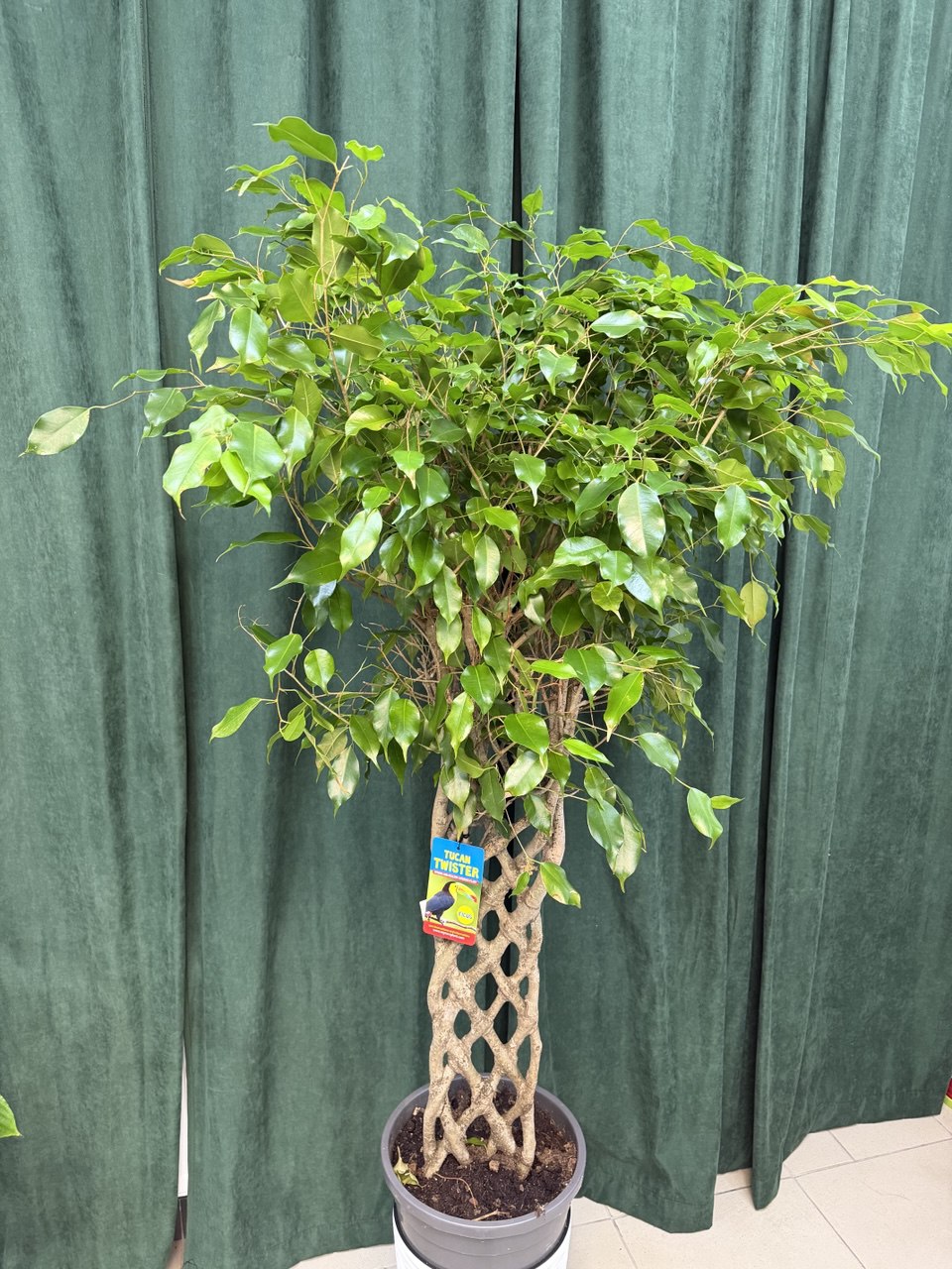 Фікус плетений