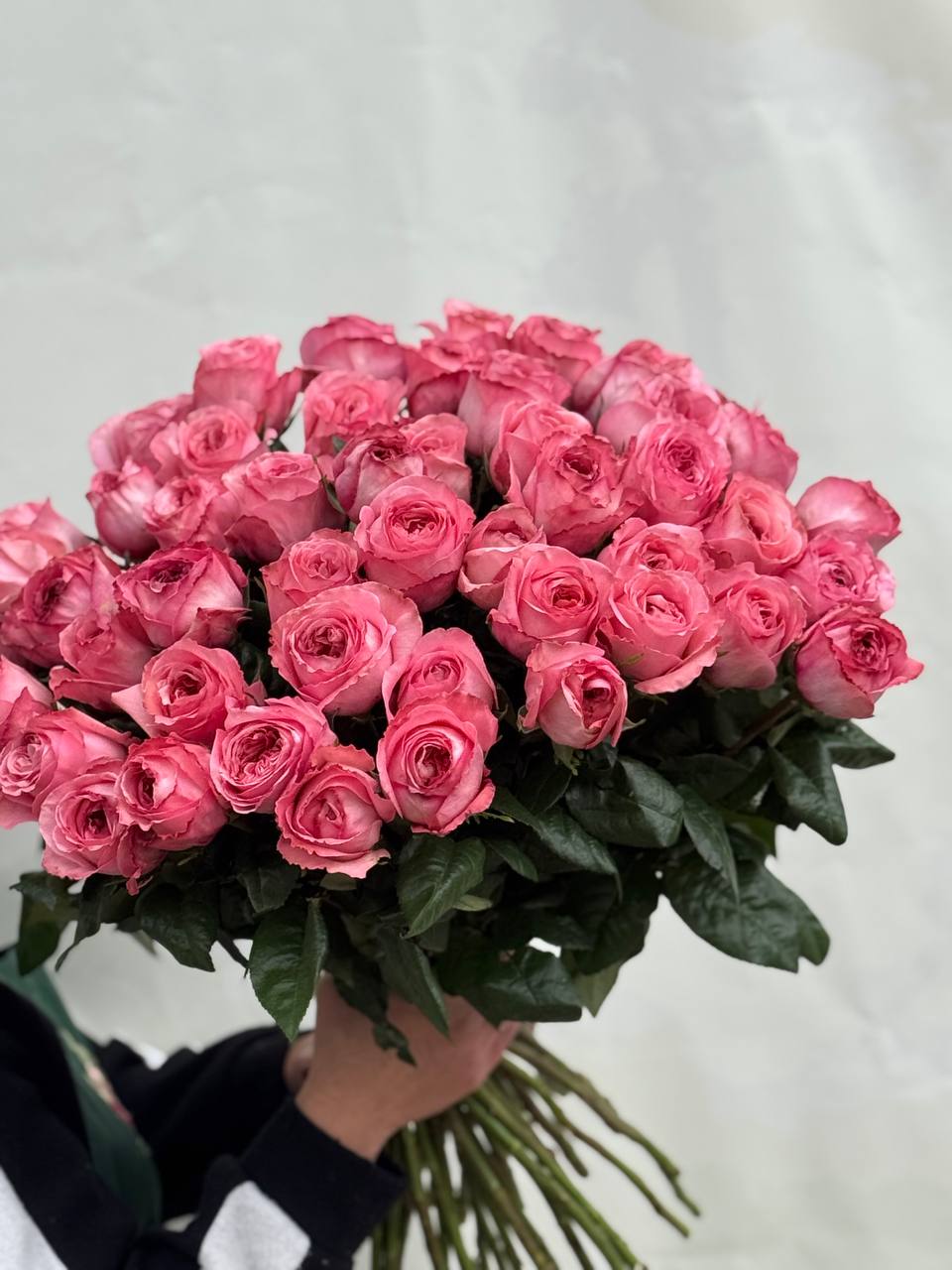 Троянда Пінк Експрешен