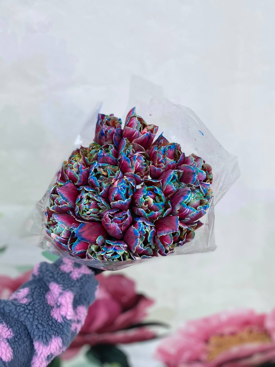 Тюльпан Піоновидний