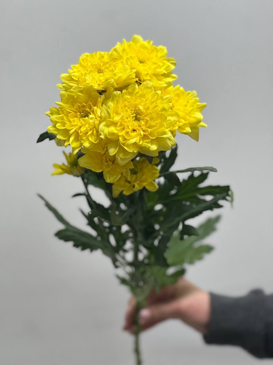 Хризантема Жовта